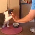 Γάτες «κολλάνε» πέντε και προκαλούν γέλιο! [video]