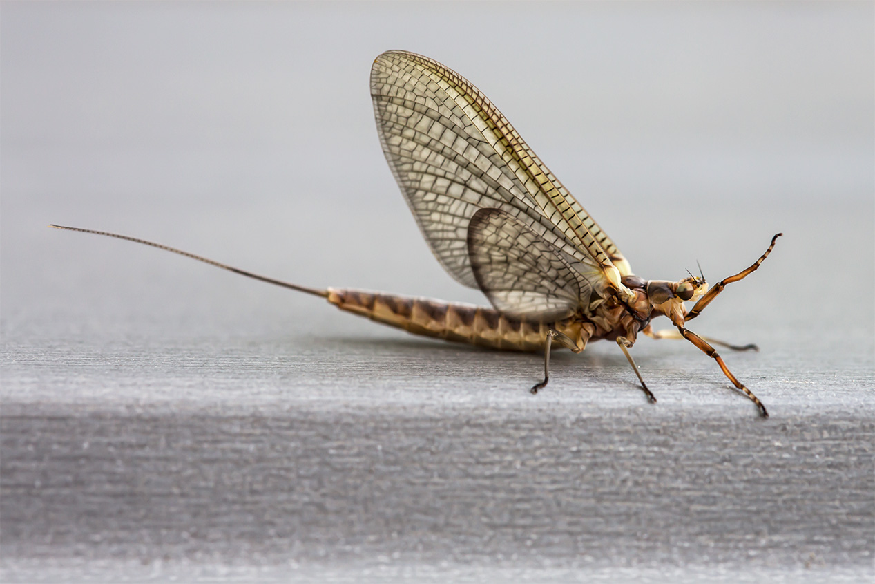 Gowganda Views The Mayfly season is upon us