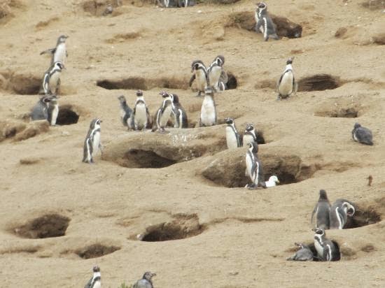 Did you know that there are penguins that live in the desert? | Irfan's