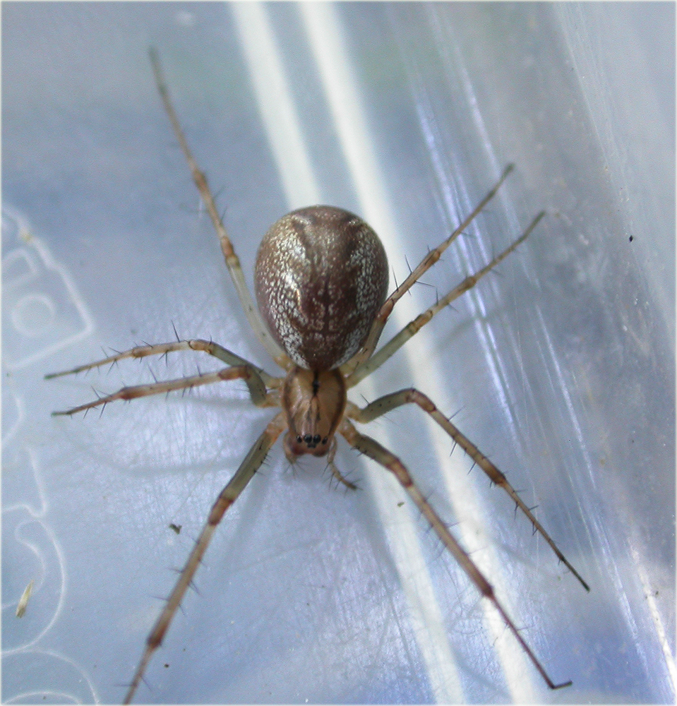 Arachnerds Money Spiders Linyphiidae