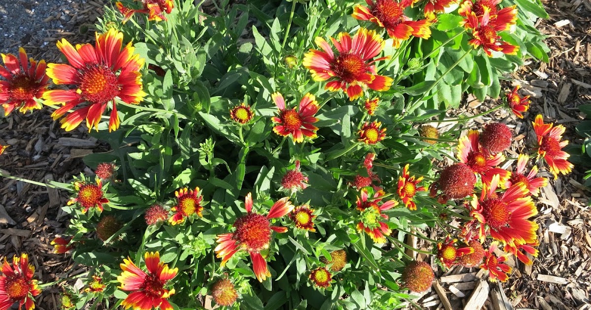 A Wandering Botanist The Range of Prairie PlantsNatives of Edmonton, Alberta