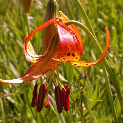 Lilium pardalinum ssp. shastense Lilium pardalinum ssp. shastense