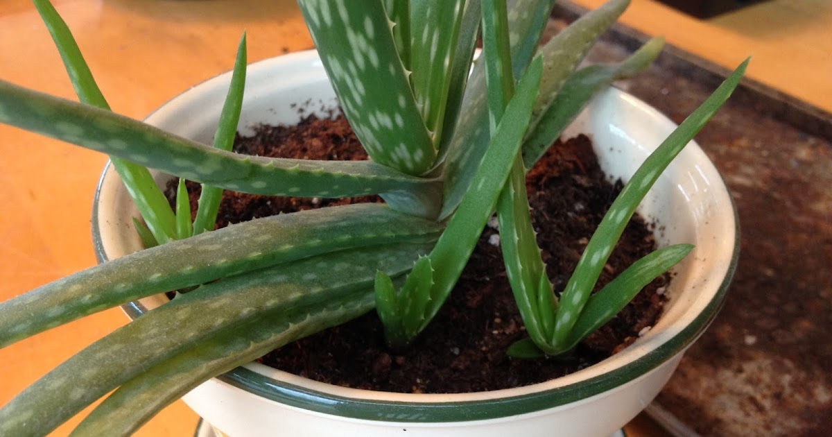 Amy�s Passions Propagating Aloe Vera plants (and others&hellip;)