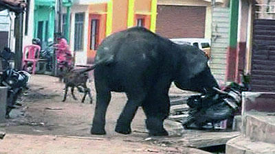 Elephants go on the rampage in Mysore Elephants-rampage-Mysore-Indian-city-08-June-2011