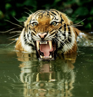The Royal Bengal tiger