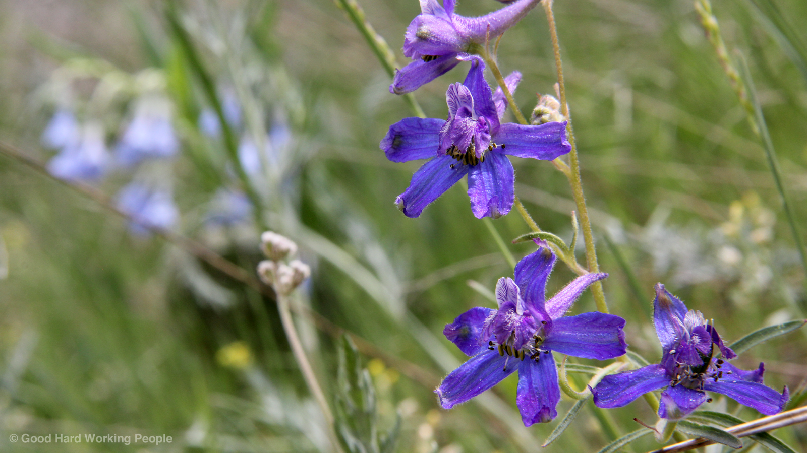 Photos of Colorado Wildflowers in Spring