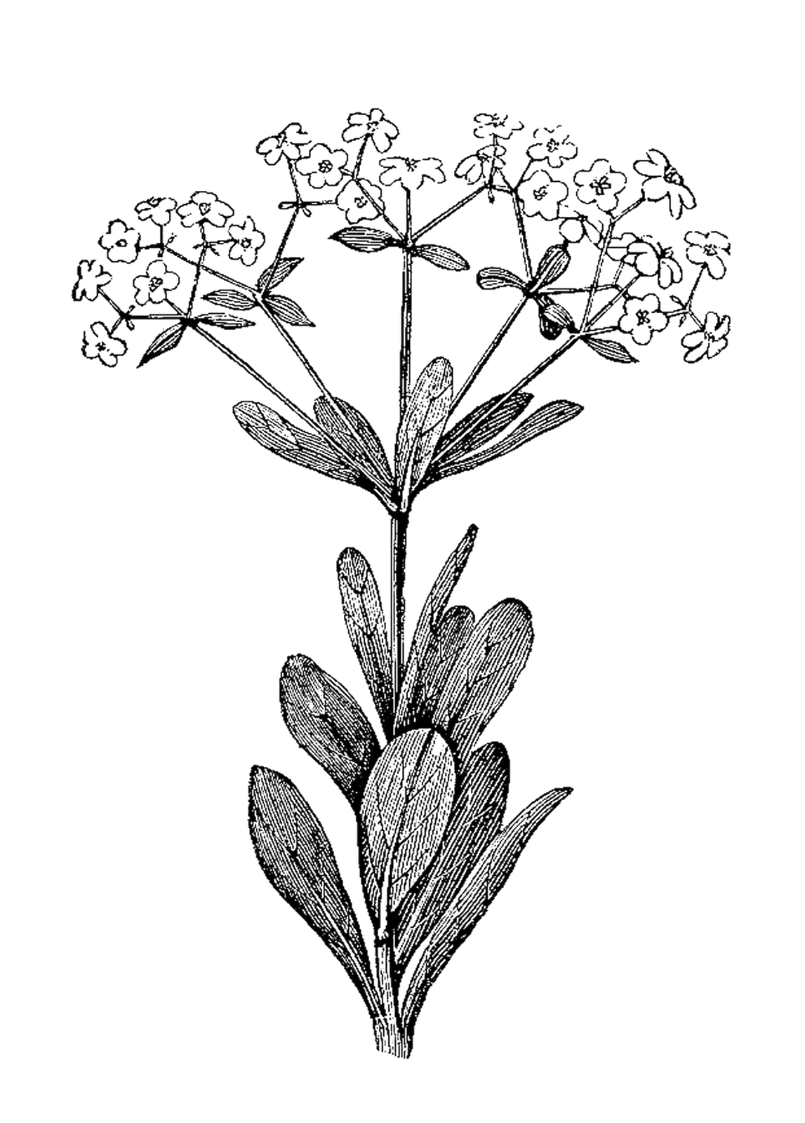 Digital Stamp Design: Free Botanical Digital Stamp: Flower Digital