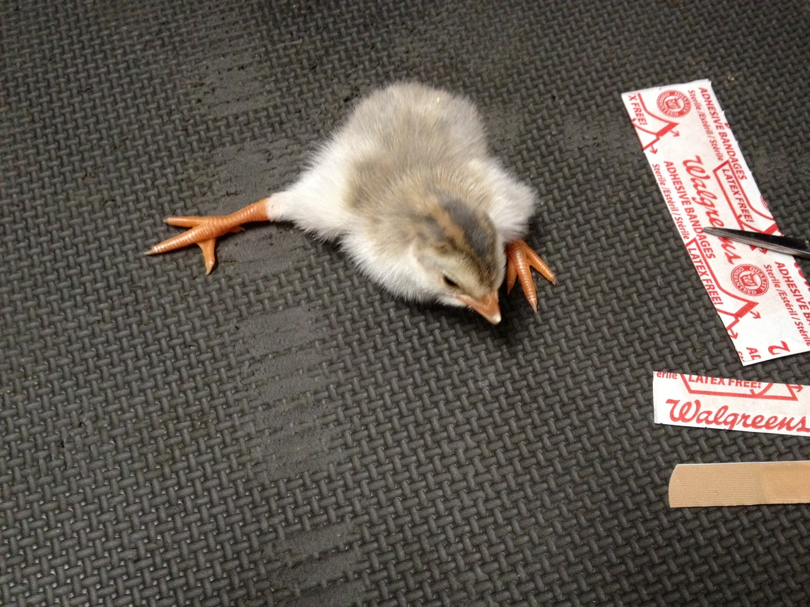 Murano Chicken Farm Spraddle leg, the band aid fix