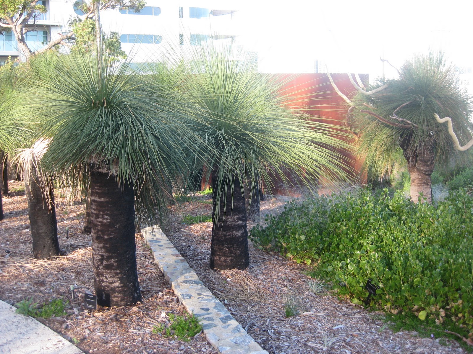 PlantWerkz Xanthorrhoea Australis Grass Tree / Black Boy