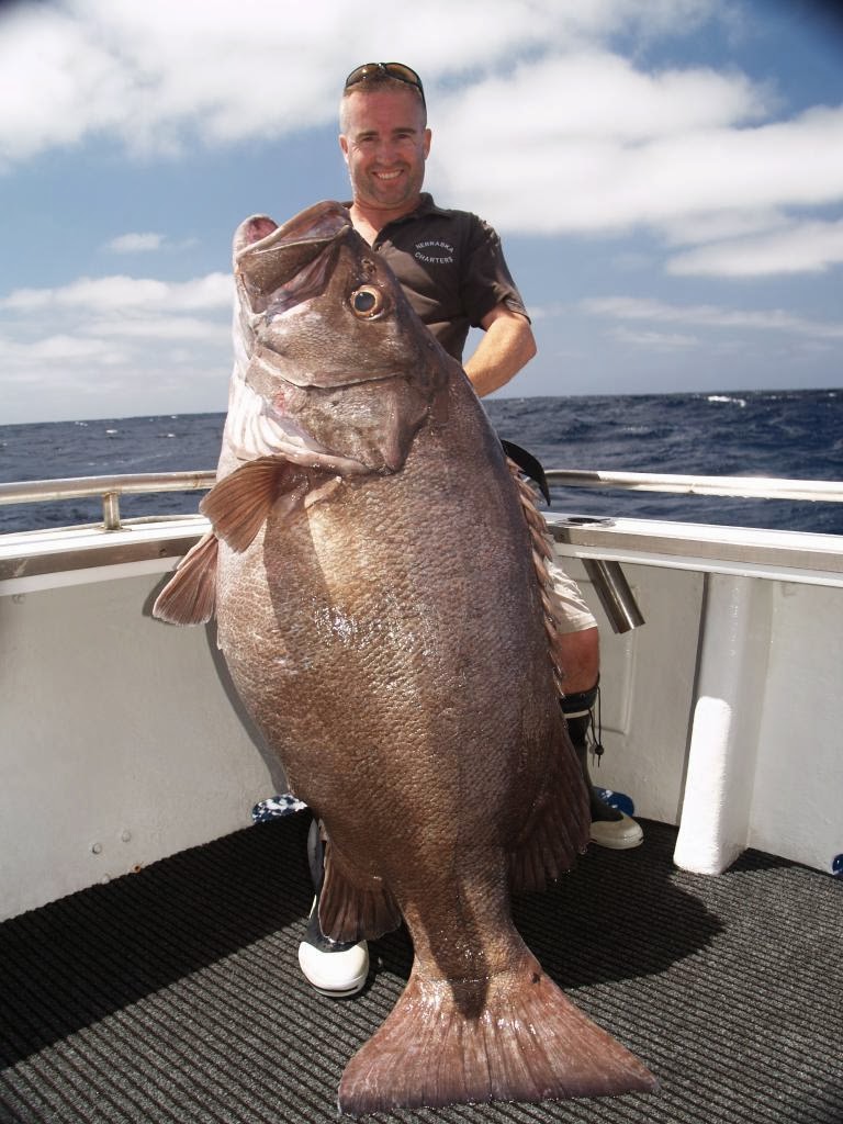 Big Fishes of the World: HAPUKA BASS page 2
