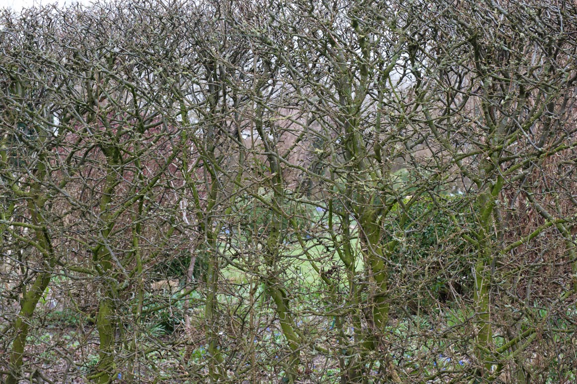 Kwekerij de kleine plantage: maart 2015