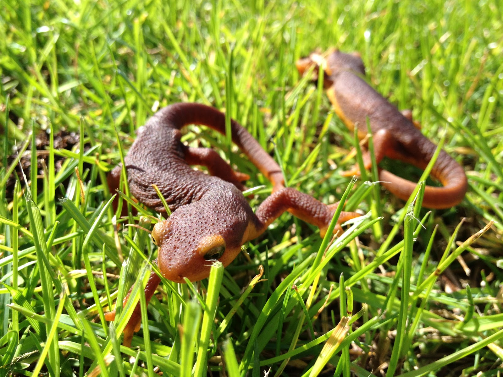 Aquarium Crazy California Newts