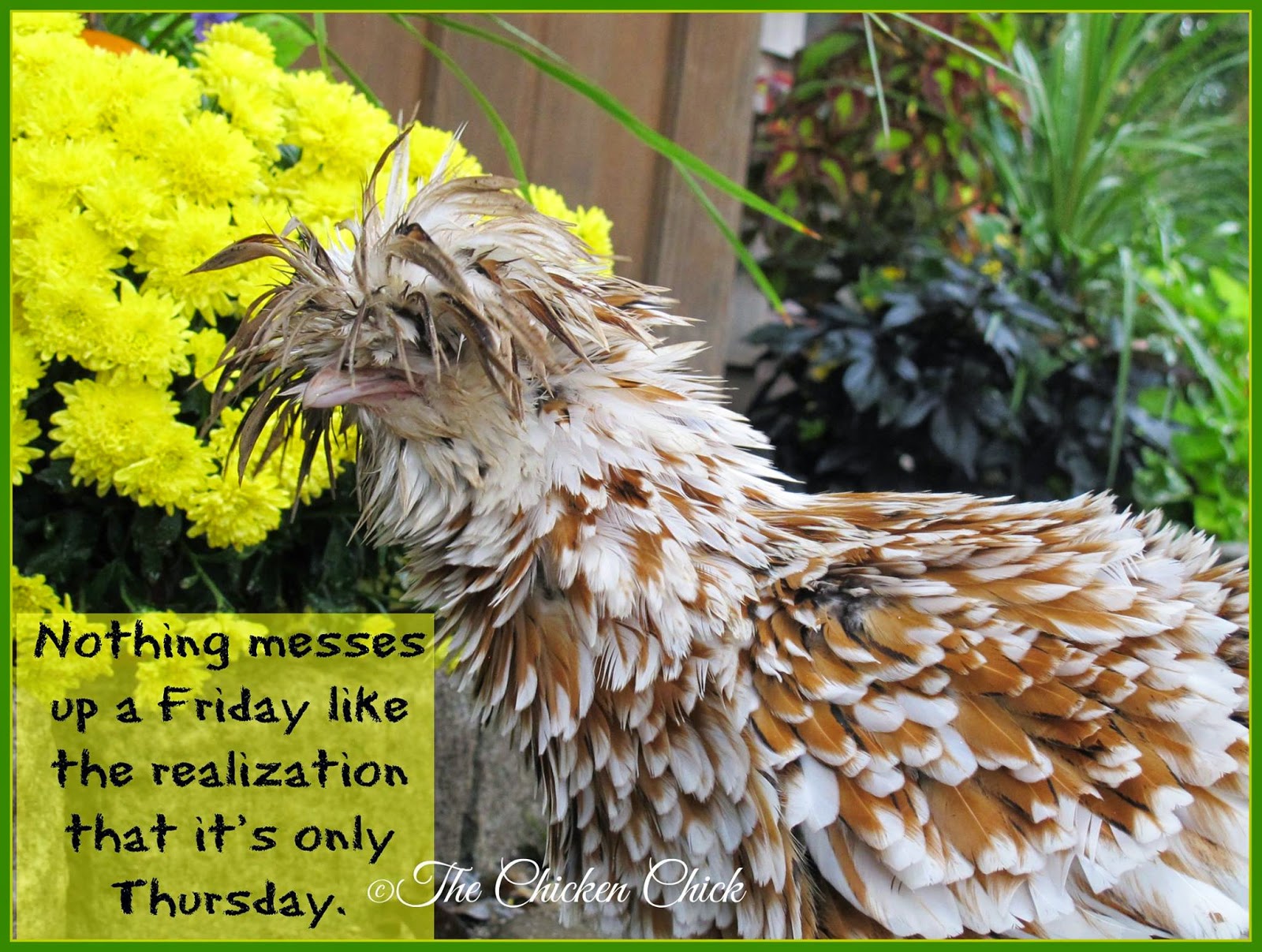 Flock Focus Friday with The Chicken Chick ® Nothing messes up a Friday like the realization that it's only Thursday.