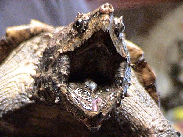 how strong are snapping turtle jaws how strong are snapping turtle jaws