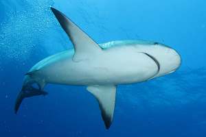 Reef Shark