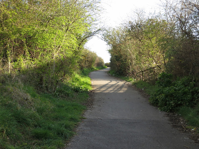 A path between small trees with the shadow of a fence across it.