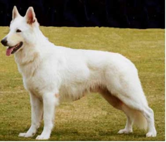white german shepherd wallpaper backgrounds white german shepherd white german shepherd wallpaper backgrounds white german shepherd