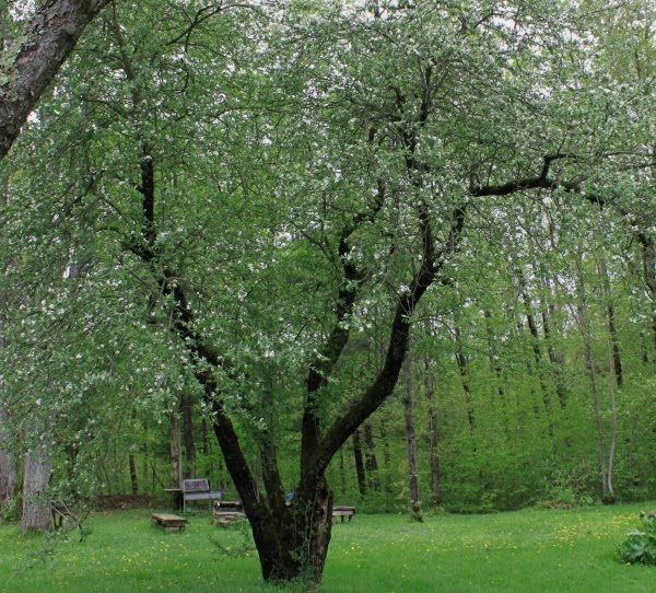 Reflections of katlupe Old Heirloom Apple Tree On Wordless Wednesday