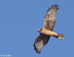 Northern harrier