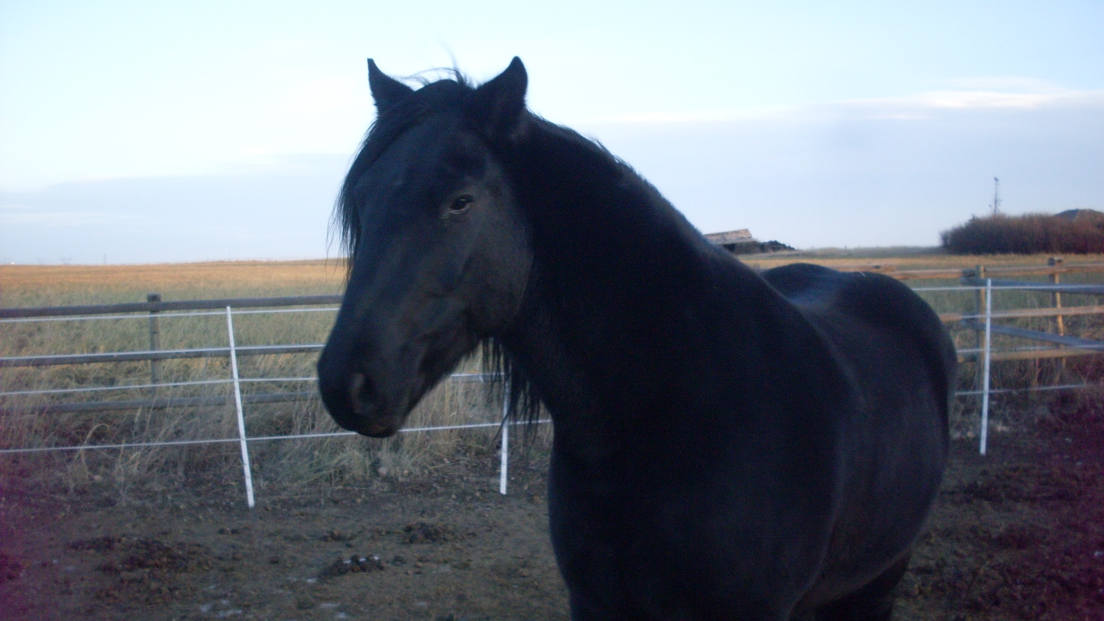 Police Horse Australia