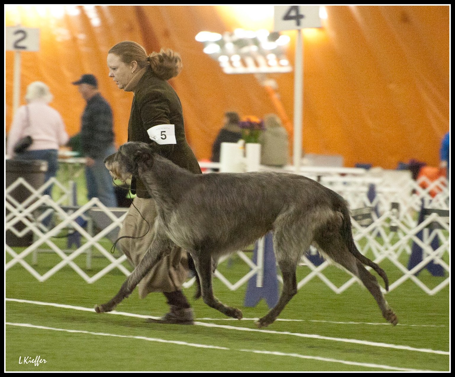 German Deerhound