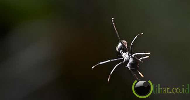 Semut Terbang (Gliding Ant)  Semut Terbang (Gliding Ant)