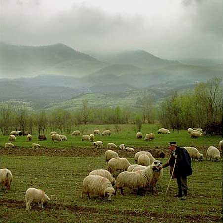 AngelWings Section Sheep+%2526+shepherd