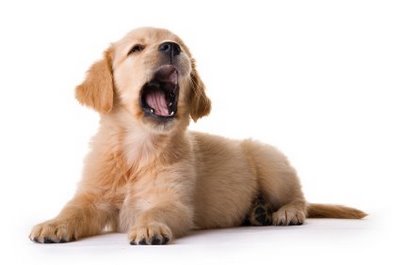 Anna S Dog Grooming Anna S Dog Grooming
