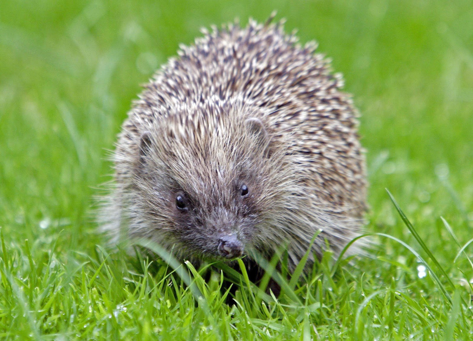are hedgehogs nocturnal are hedgehogs nocturnal