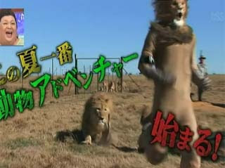日本節目 藝人險遭鬣狗分食