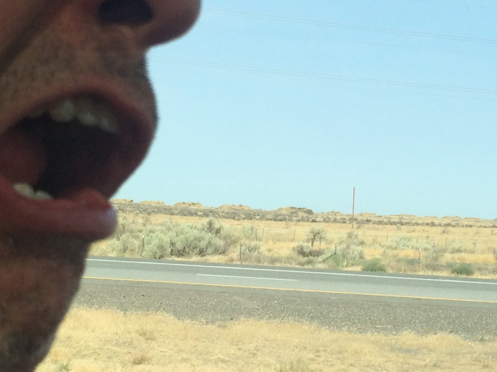 Northwest Ladybug Insane ot not? We drove to Salt Lake City and back