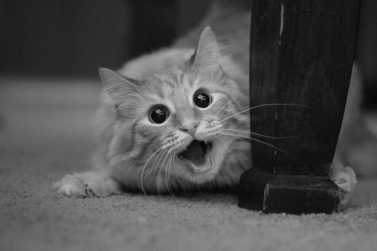 Funny cats part 7 (60 pics) Amazing Creatures