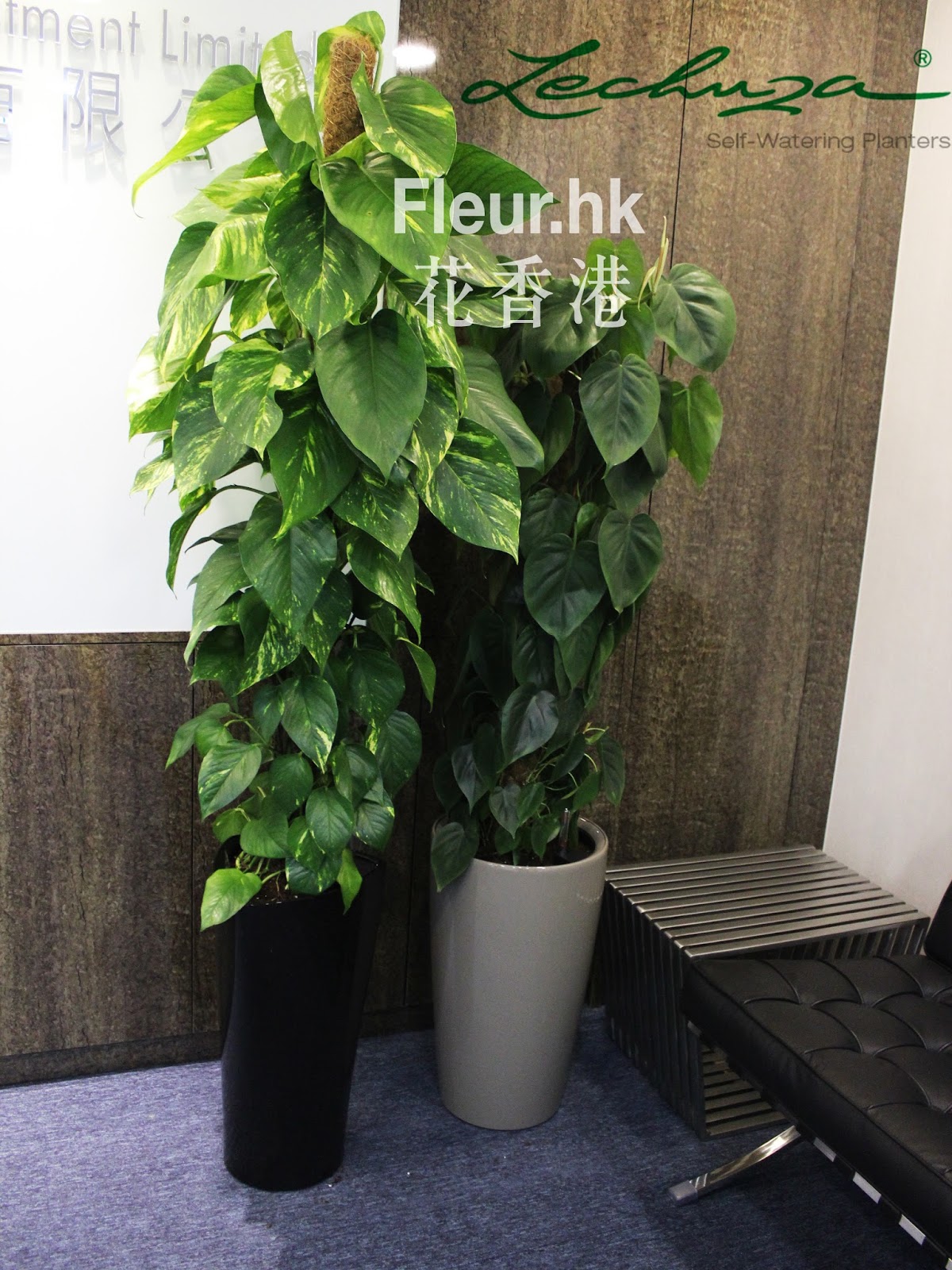 Fleur Hong Kong Florist 花香港 Fleur.hk 部落格 All about House plants