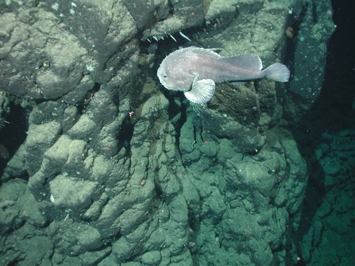 The Blob Sculpin, it lives off the continental shelves in very