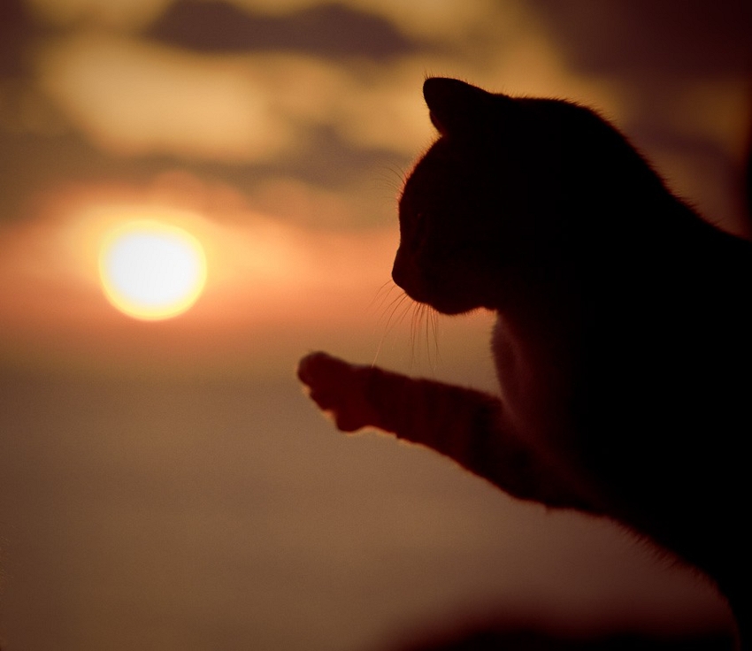 konstantin-egorov-cat-scratching-sun.jpg