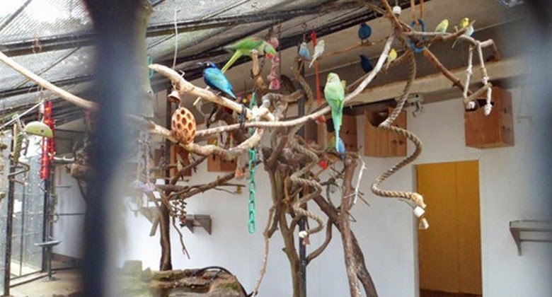 Dibesarkan Kawanan Burung
