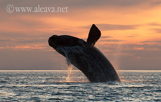 ballena saltando al atardecer en Península Valdés