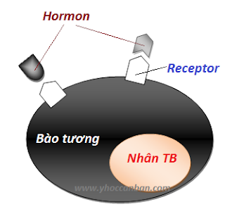 Receptor and Hormon
