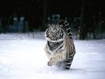 tigre blanc de bengala