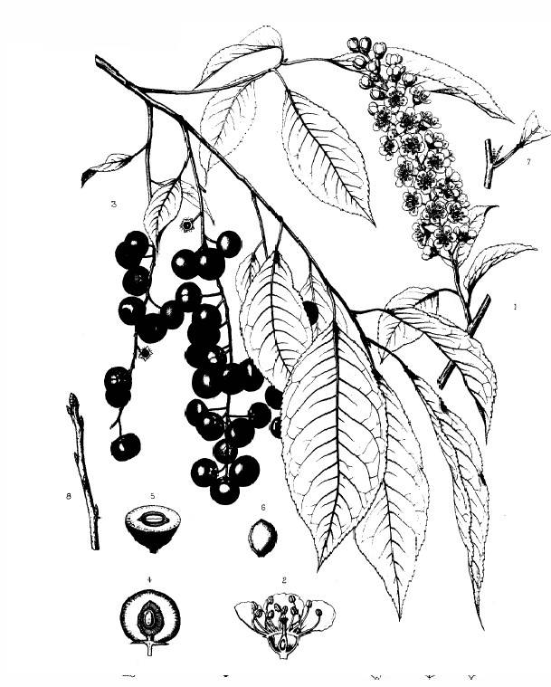 Temperate Climate Permaculture Permaculture Plants Black Cherry Tree