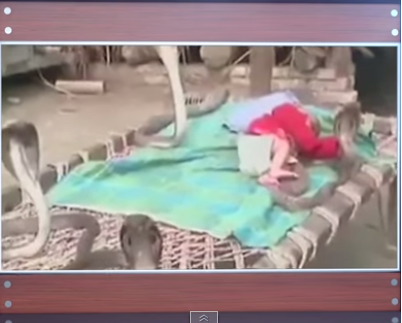 Indie: 4 kobry pilnują śpiące niemowlę