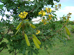 Árvore Catingueira