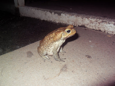 Lebenswert.: Froschn