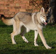 Dog Pictures