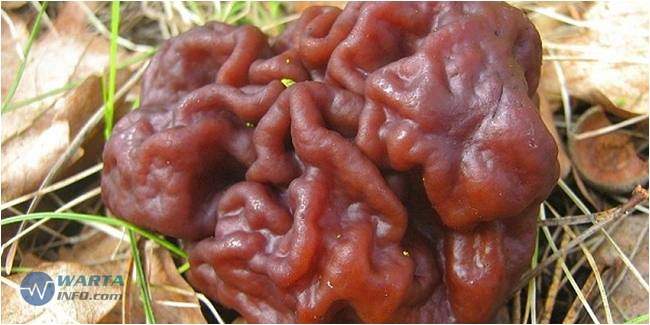 Foto gambar Morel Jamur berbahaya beracun paling mematikan di dunia Foto gambar Morel Jamur berbahaya beracun paling mematikan di dunia