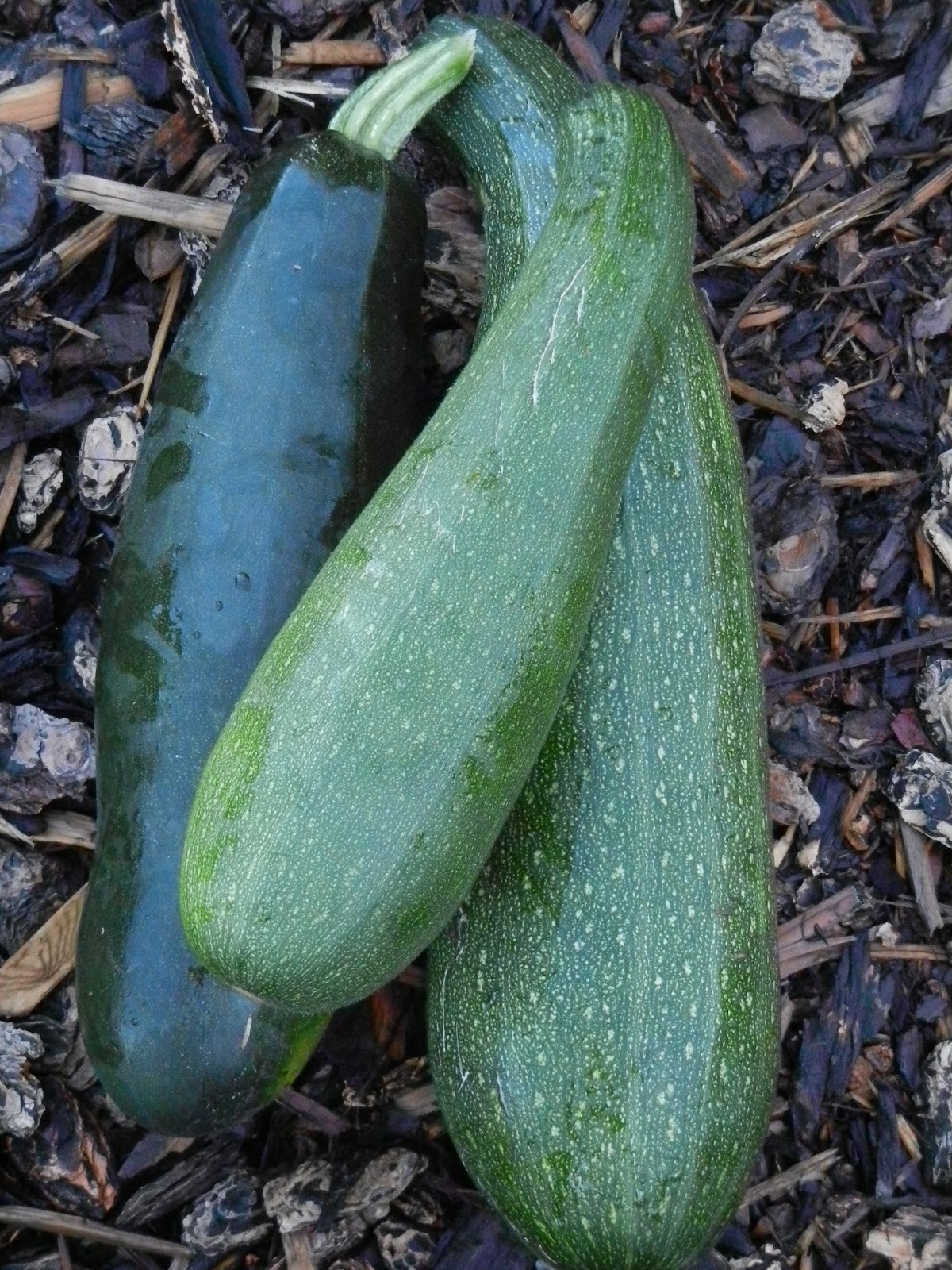 Is Overgrown Zucchini Still Good