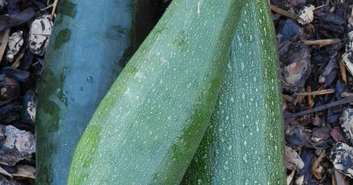 What To Do With Overgrown Zucchini