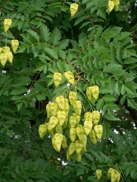 Vegetal Art La Minute Jardin Sur France Bleu Berry Societe D