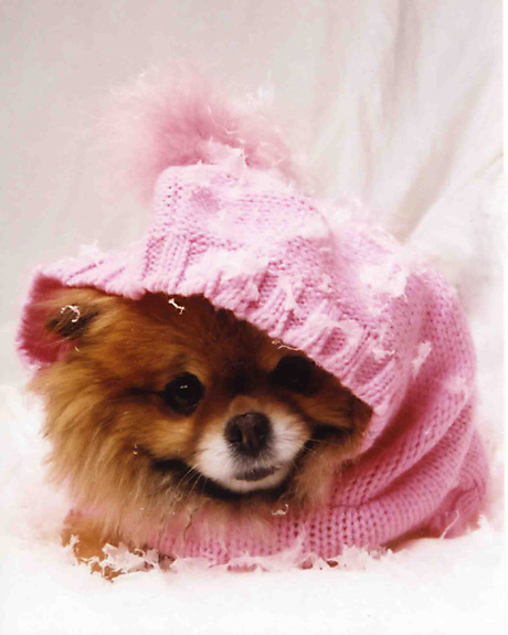 Cute dogs-Pomeranian
