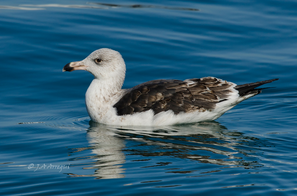 Gavión atlántico, Larus marinus, Greater Black-backed Gull Gavión atlántico, Larus marinus, Greater Black-backed Gull